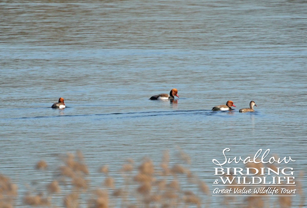 Swallow Birding & Wildlife tweet media