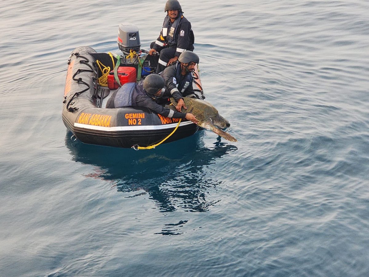 Def_PRO_Chennai's tweet image. #OpOlivia

#IndianCoastGuard Ship Rani Abbakka, acting swiftly, rescued an #OliveRidley turtle struggling in a ghost net. Post successful intervention, the 🐢 was released back into its natural habitat.

A testament to #ICG as guardians of #MarineEnvironment.

#VayamRakshamah