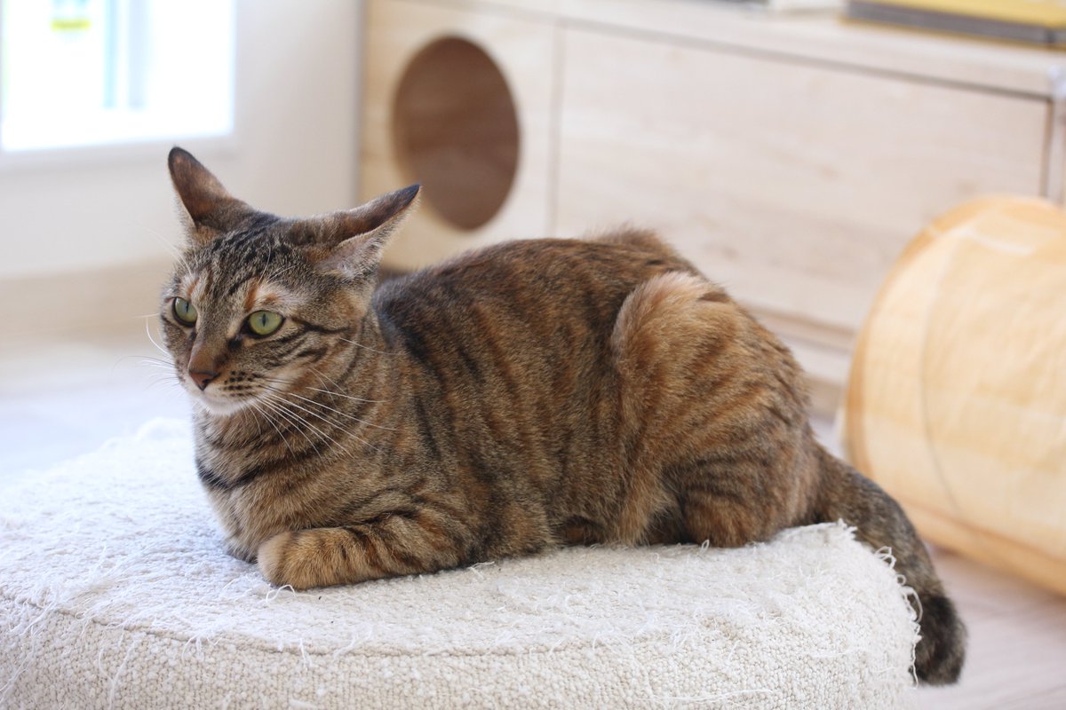 猫フォルダ千本ノック（延長）10064 上手に座れました #ねこ #ねこフォルダ