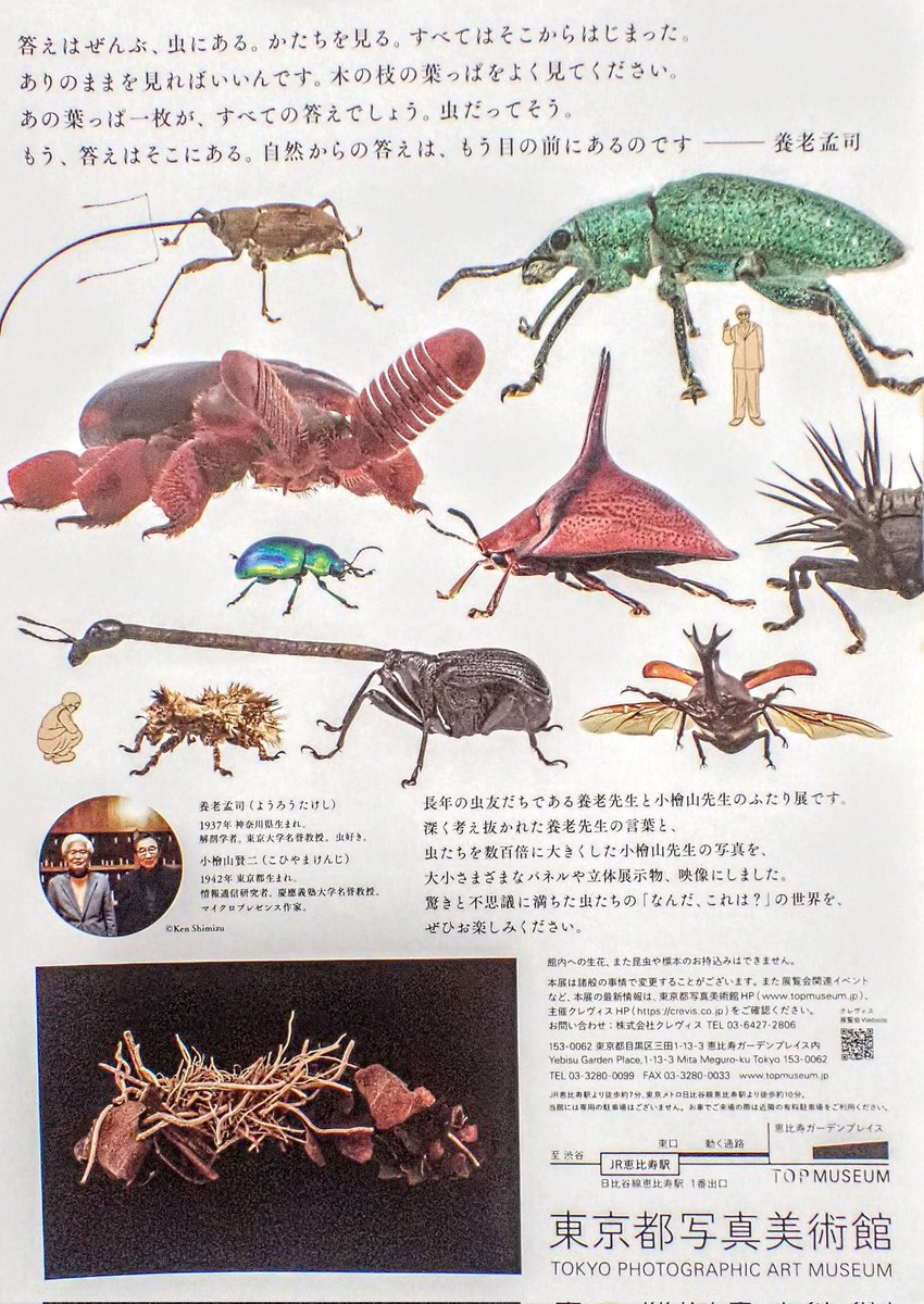 BeetleMounter's tweet photo. 来月21日から東京で「虫展」がはじまります。

2026年3月21日〜5月24日
会場：東京都写真美術館 (地下1階展示室　恵比寿ガーデンプレイス内)

私も少しお手伝いしたので、よろしくお願いします。甲虫多めです。 https://t.co/qs3a8VWqPo