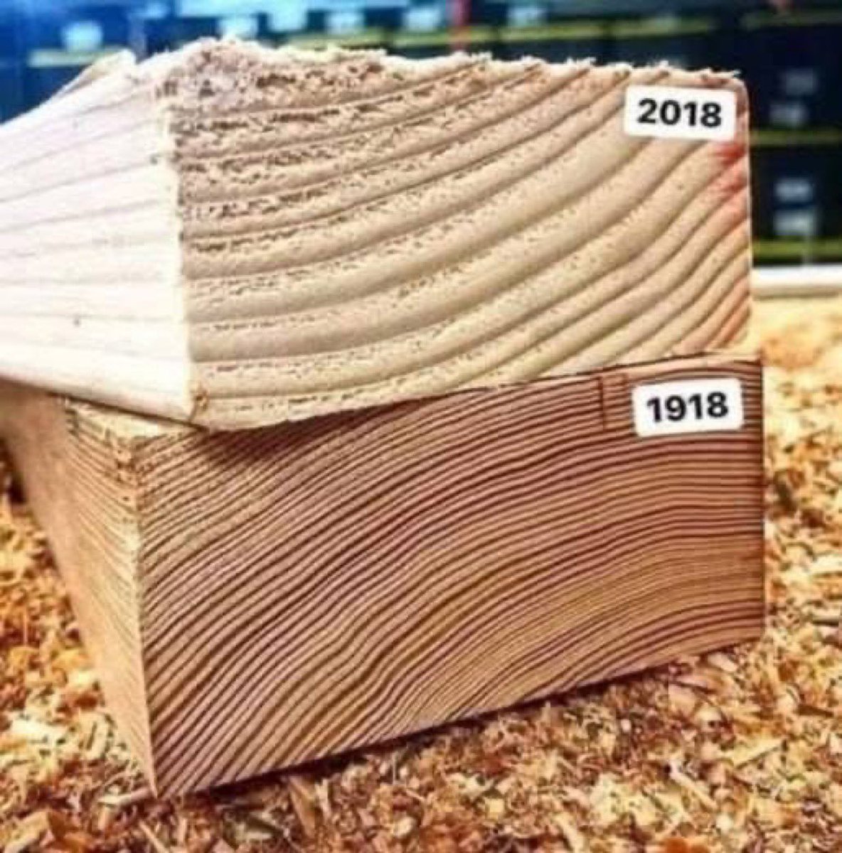 Thrilla the Gorilla tweet media