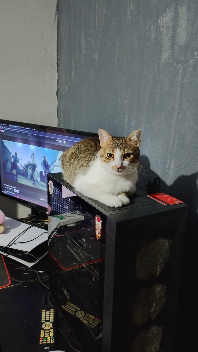 𝙶𝚎𝚗𝚗𝚢 𝚉𝚎𝚙𝚙𝚎𝚕𝚒 | VIU SOAD 08/05 ☭ tweet media