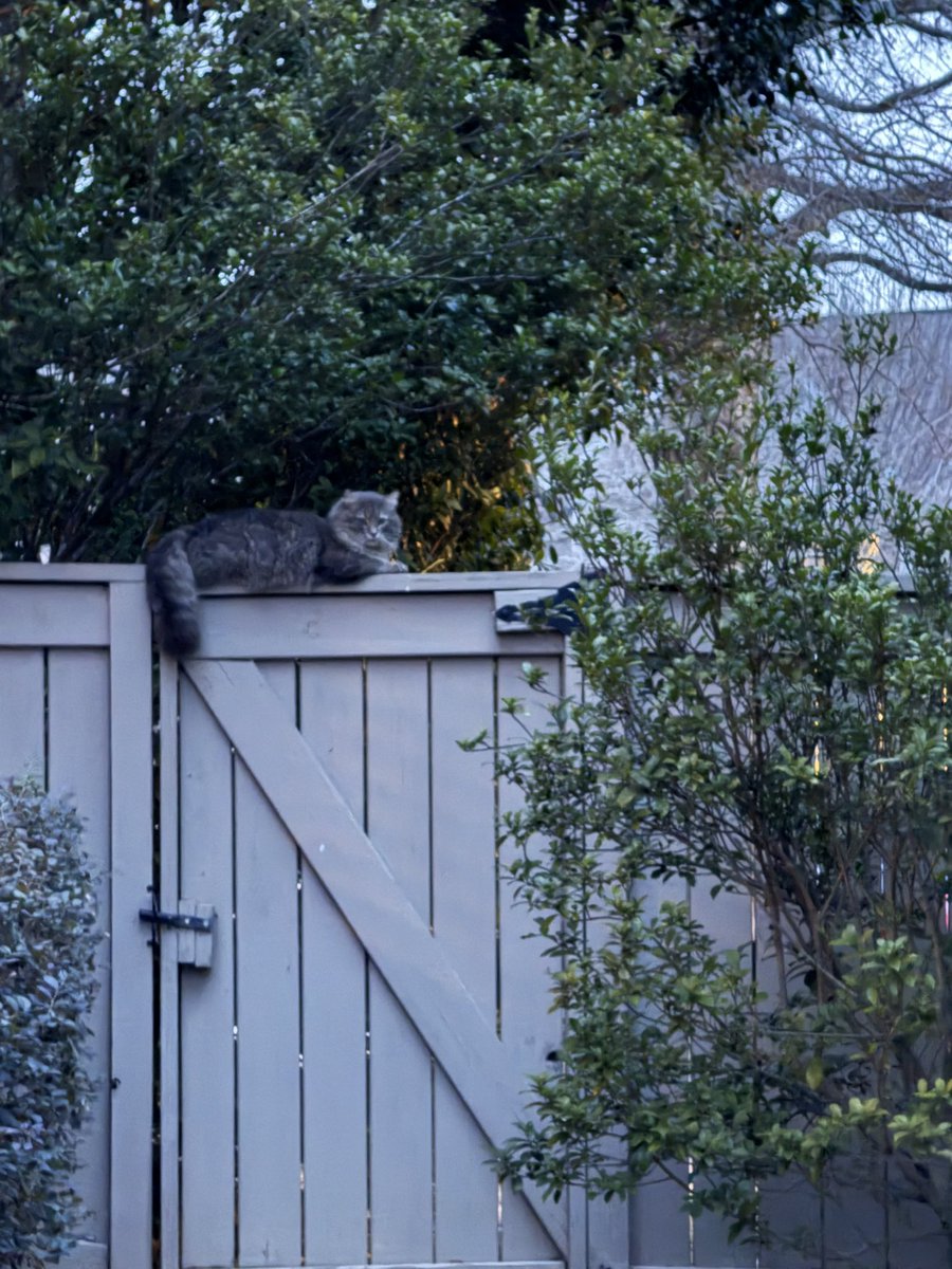 The cat on the left is Molly, who thinks she owns me because I feed her. The other cat is an intruder that I believe Molly told there was free food at my house. I'm not even a cat person. 🙄