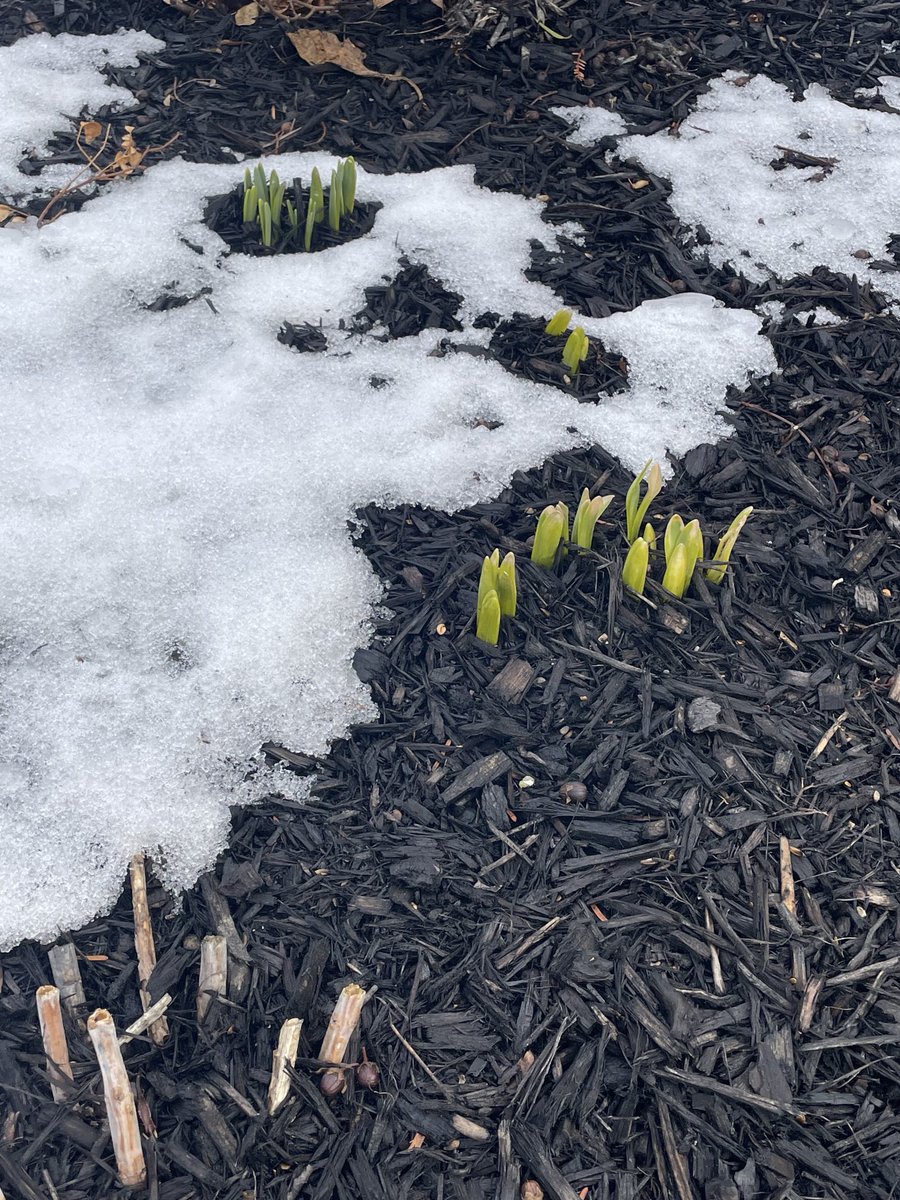 Dave Nehila tweet media