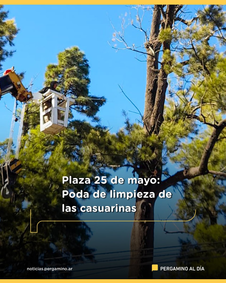 Plaza 25 de mayo: Poda de limpieza de las casuarinas
pergaminoaldia.ar/plaza-25-de-ma…