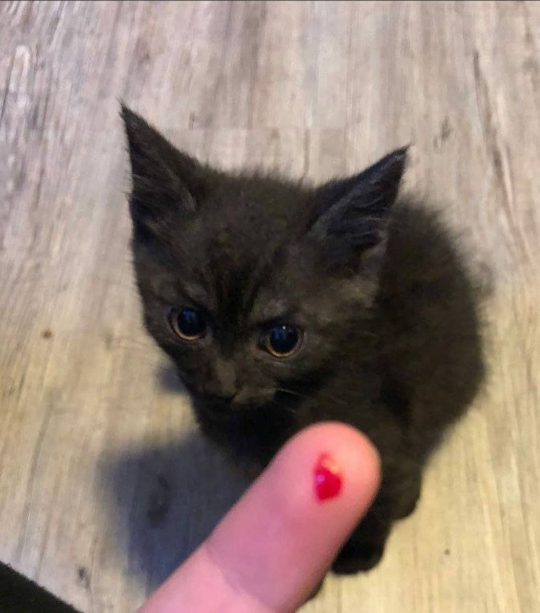 Punch Cat tweet media