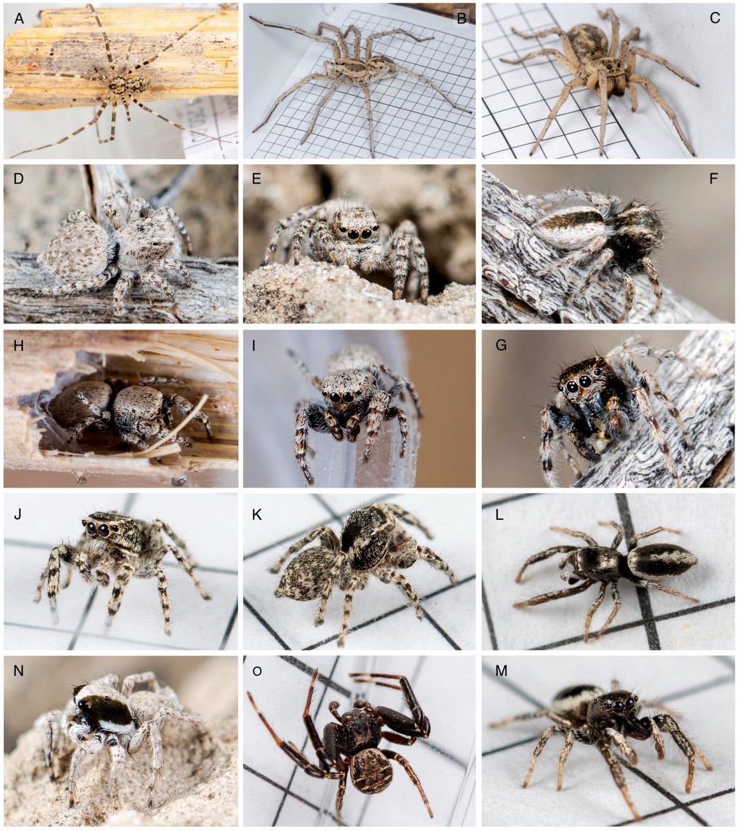 BDJournal tweet media