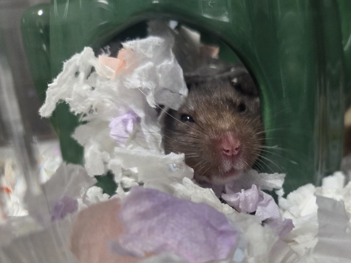 寝起きのまーちゃん🥱