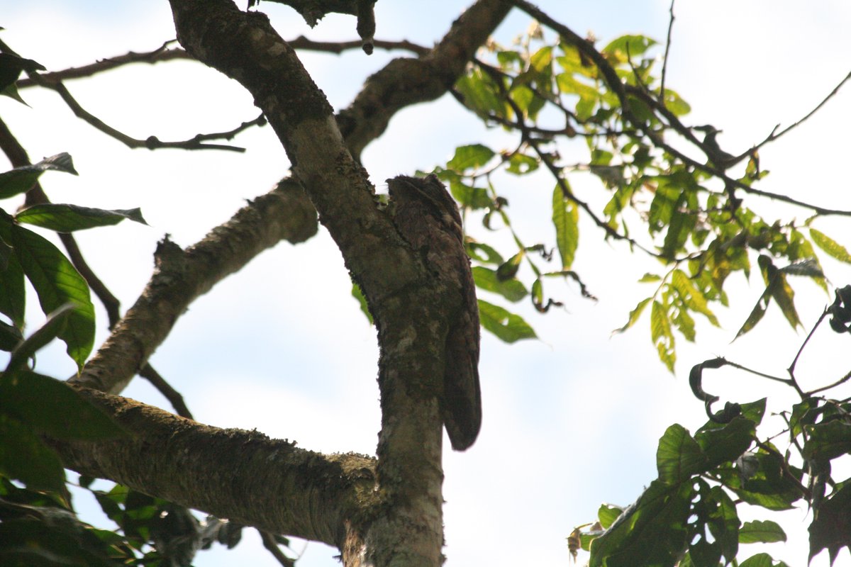 Common Potoo, Parque National de Cafe, Montenegro, Quindio, Colombia, August '12. Not the best pictures and if it wasn't for the uncanny ability of my wife to spot birds, we would have missed it.