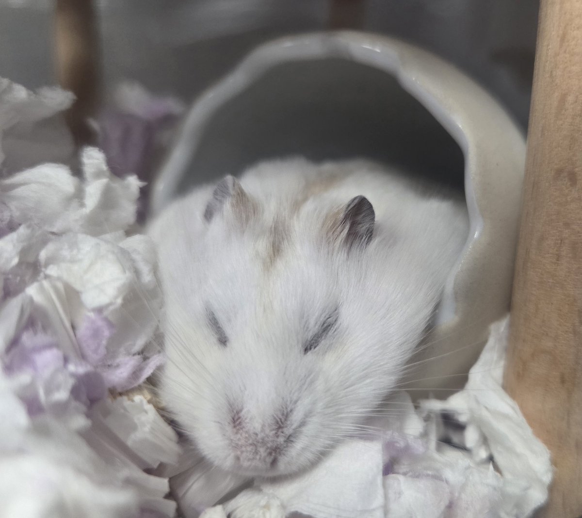 おねむなちゃすけ