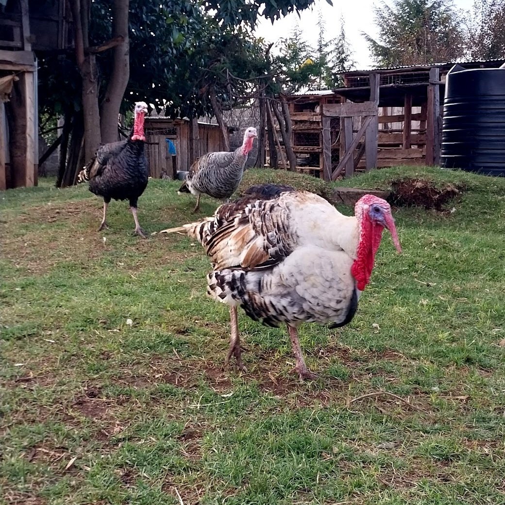 When we price our turkeys fairly, it’s not ego it’s understanding the true value of hard work.