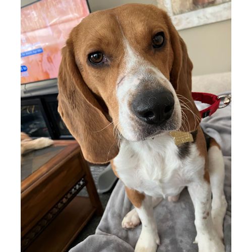 MWBeagleRescue's tweet photo. Sonny is a very sweet and handsome young beagle. He has a big personality and is very smart and is looking for his furever home. Check him out here https://t.co/E8RIOVhIEN #beagle #AdoptDontShop #BeaglesOfX #DogsOfX #DogsOfTwitter @beaglefacts #MWBalumni https://t.co/EpX8Us7GMc