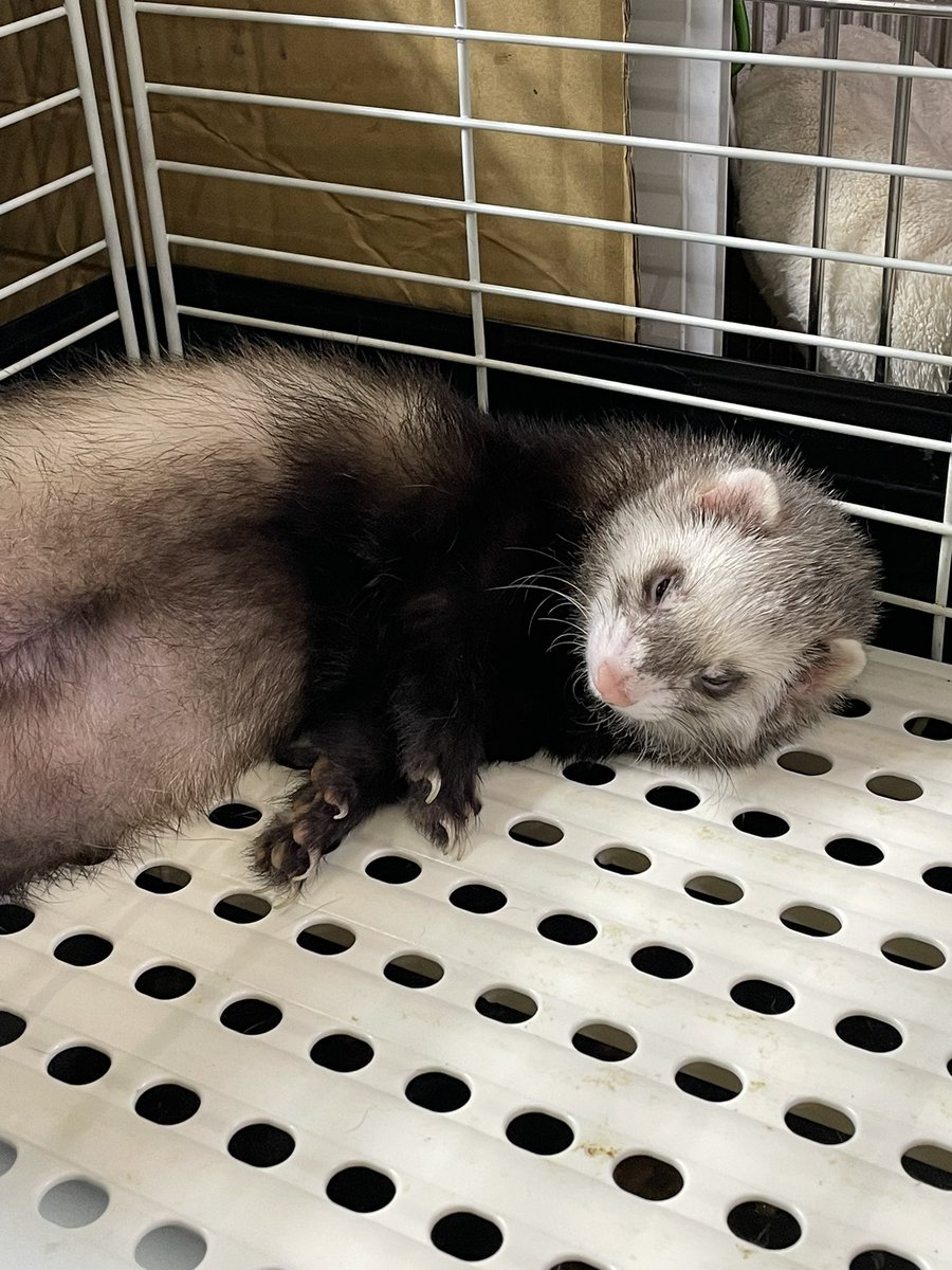 えぞもんず breeding farm (@ez_farm_) / Posts / X