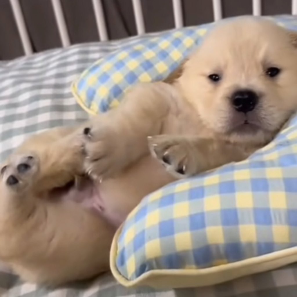 takemybear 🐶 tweet media