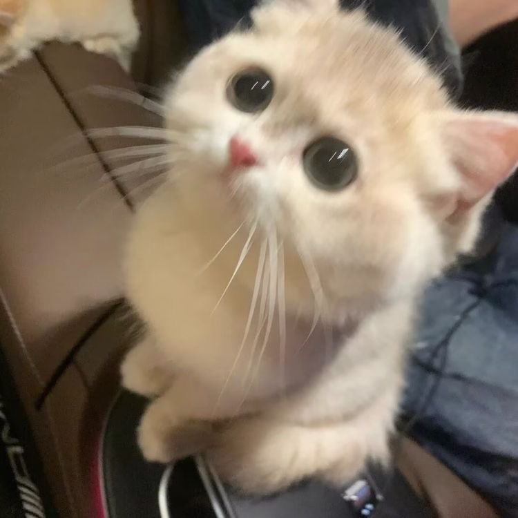 ถ้าเทอไม่บอกกุ้ดไน้ เค้าก้คงฝันร้าย 

จิงงะ

คับ (โม้)