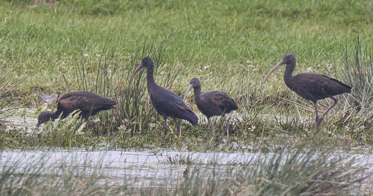 WarranPhoto's tweet photo. #Glossyibis his morning near the #RiverPiddle, between A531 & N.Walls Rd.,#Wareham this morning. Terrible weather and drizzle, poor light for photos but still great to see them and got some reasonable pics in between the rain! 10 of them ..wow.. https://t.co/tksqYJXeVl