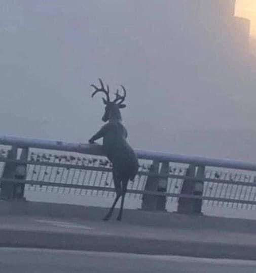 مامان گربه‌ها🇮🇷 tweet media