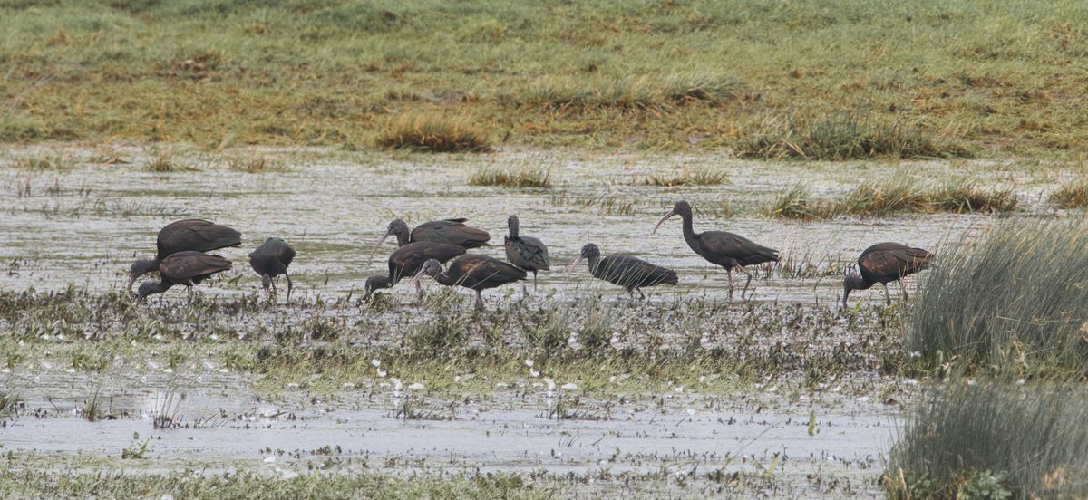 WarranPhoto's tweet photo. #Glossyibis his morning near the #RiverPiddle, between A531 & N.Walls Rd.,#Wareham this morning. Terrible weather and drizzle, poor light for photos but still great to see them and got some reasonable pics in between the rain! 10 of them ..wow.. https://t.co/tksqYJXeVl