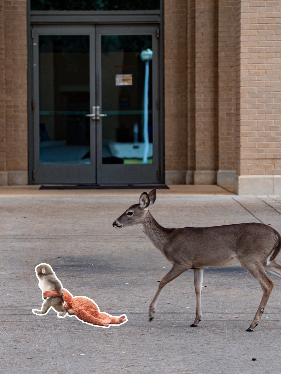 Texas A&M International University tweet media