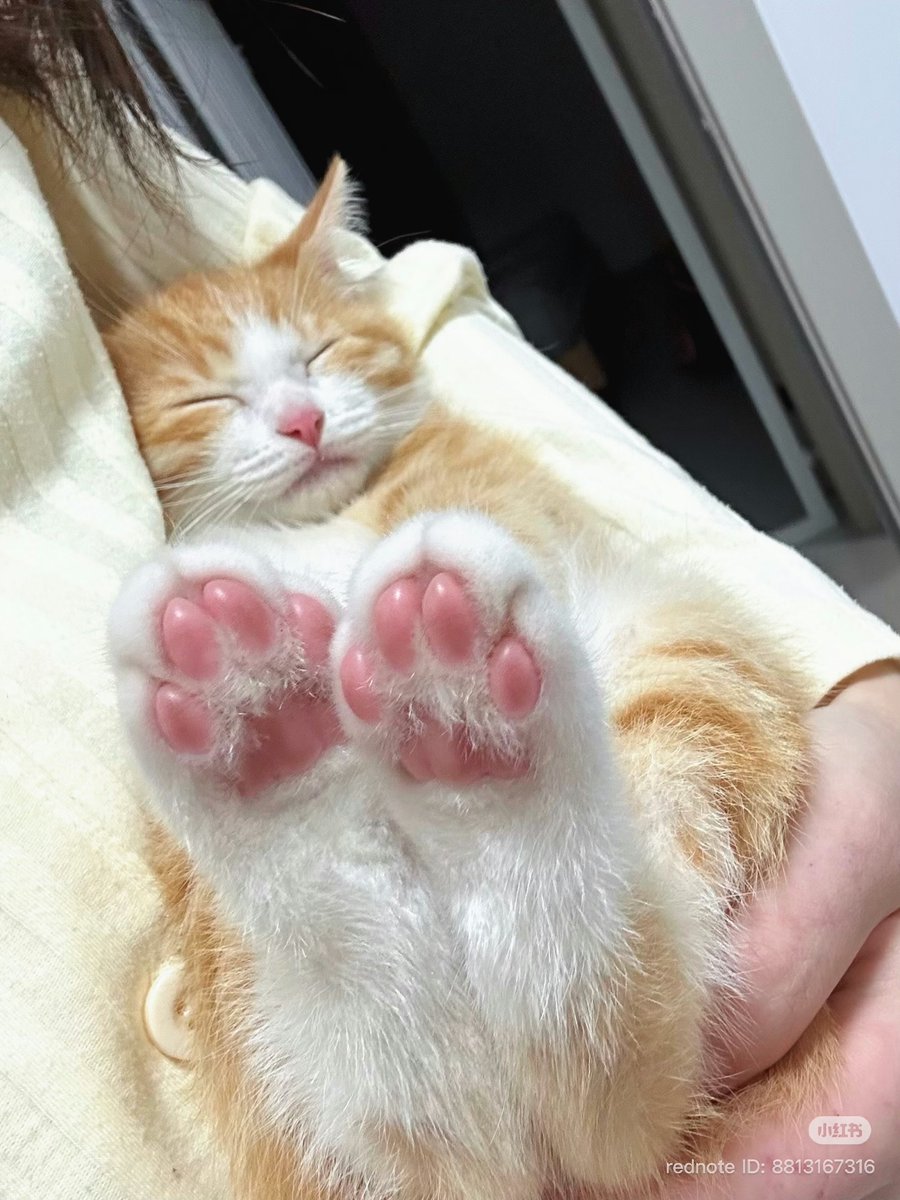 cutest cats tweet media