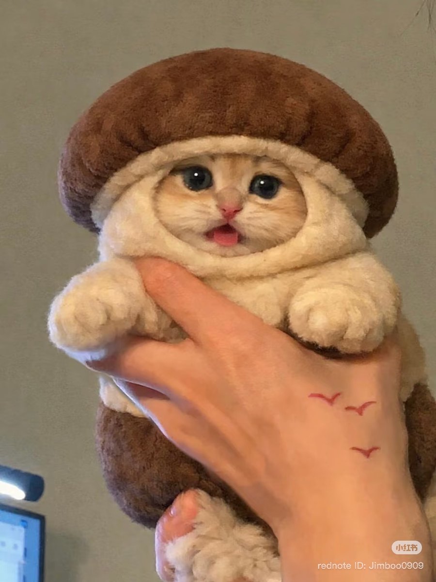 cutestscats's tweet photo. https://t.co/cwtJFIYdxB
