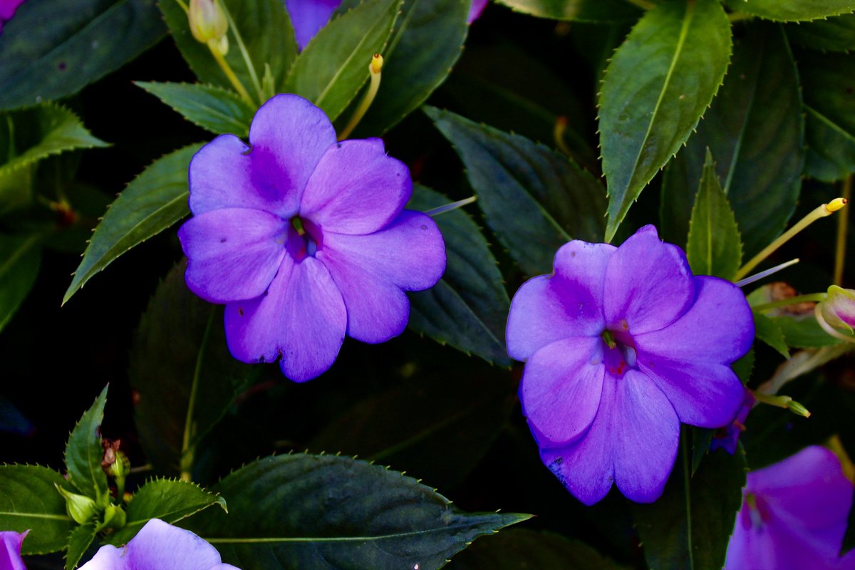 Malicious Maze tweet media