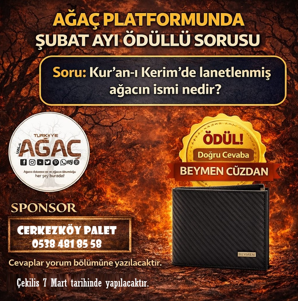 Türkiye Ağaç Platformu 🌲 tweet media