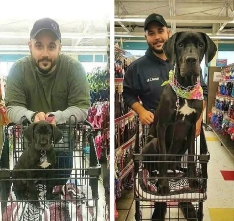 MrPitbull07's tweet photo. Seven years ago, I walked into a store to buy dog food.

I walked out with a best friend.

He was the quiet one. A tiny black puppy curled in the corner while the others bounced and barked. When our eyes met, there wasn’t fireworks or music. Just a quiet feeling that said, that’s him.

I didn’t know how to be a dog dad. I didn’t know what leash to buy or which treats were “right.” I just knew he was coming home with me.

I placed him in the cart that day, and he curled up like he had always belonged there.

Like he had always belonged with me.

Seven years later, he’s no longer that tiny ball of fur. He’s bigger, stronger, grayer around the muzzle. But he’s still my shadow. Still walking beside me through grocery aisles and through life.

Between those two photos lives everything.

Long walks.
Muddy paws.
Vet scares that left me shaken.
Late nights when he rested his head on my knee and somehow made everything feel survivable.

People say, “It’s just a dog.”

But he was there when I felt lost.
He was there when life felt heavy.
He celebrated small wins like they were championships.

He didn’t just grow up.

So did I.

Sometimes I still put him in that cart, just for a moment. Not because he needs it.

But because it reminds me where we started.

I went in for dog food.

I found family.

Here’s to many more rides together. 🖤🐾

Credit: Bringer of Rain