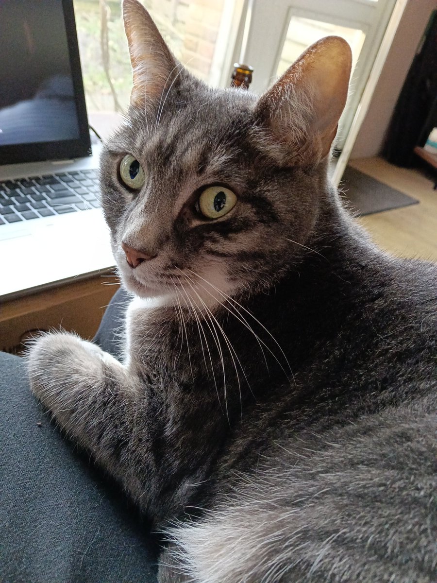 newsfromrob's tweet photo. It's a rare occasion that Mme. Pompadour wishes to sit on my lap, like once or twice a month for ten to fifteen minutes. In the moment it's almost daily. I hope it doesn't become a habit.
#lapcat #CatsOnX https://t.co/xRmOtuuNPM