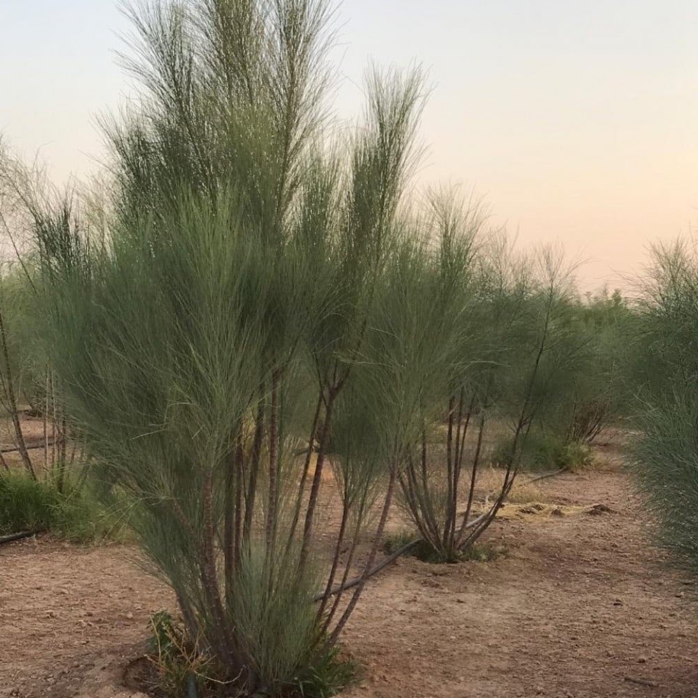 شجرةُ البان
التي تُسمّى في شرق آسيا شجرة الحياة، وفي أوروبا والولايات المتحدة الأمريكية الشجرة المعجزة؛ نظرًا لفوائدها الغذائية والطبية والاقتصادية والبيئية، فضلًا عن انخفاض تكلفة زراعتها؛ إذ لا تحتاج إلى كمياتٍ كبيرةٍ من المياه، وتنمو بسرعةٍ لافتة.

لو أدرك المجتمع قيمة هذه