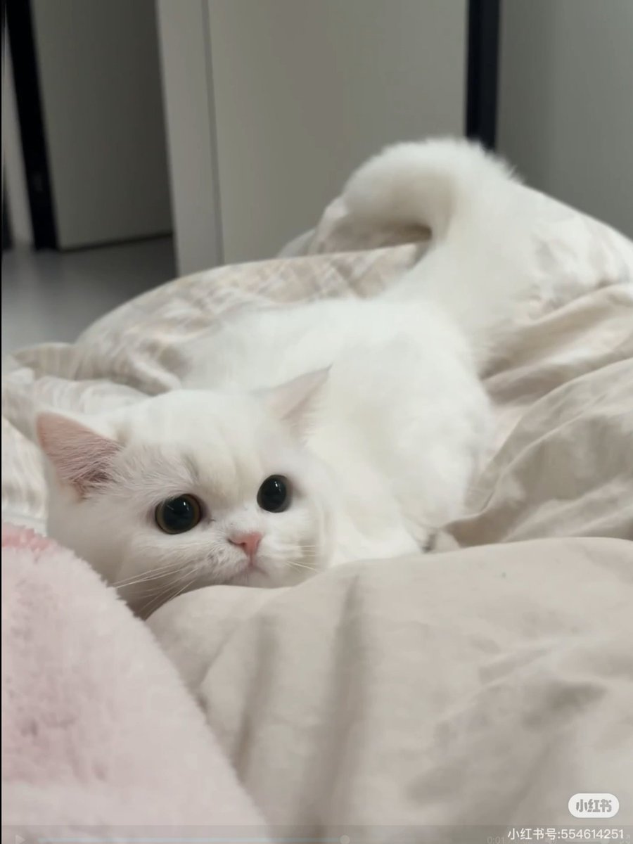 cutestscats's tweet photo. https://t.co/Bi4Y2A1a4M