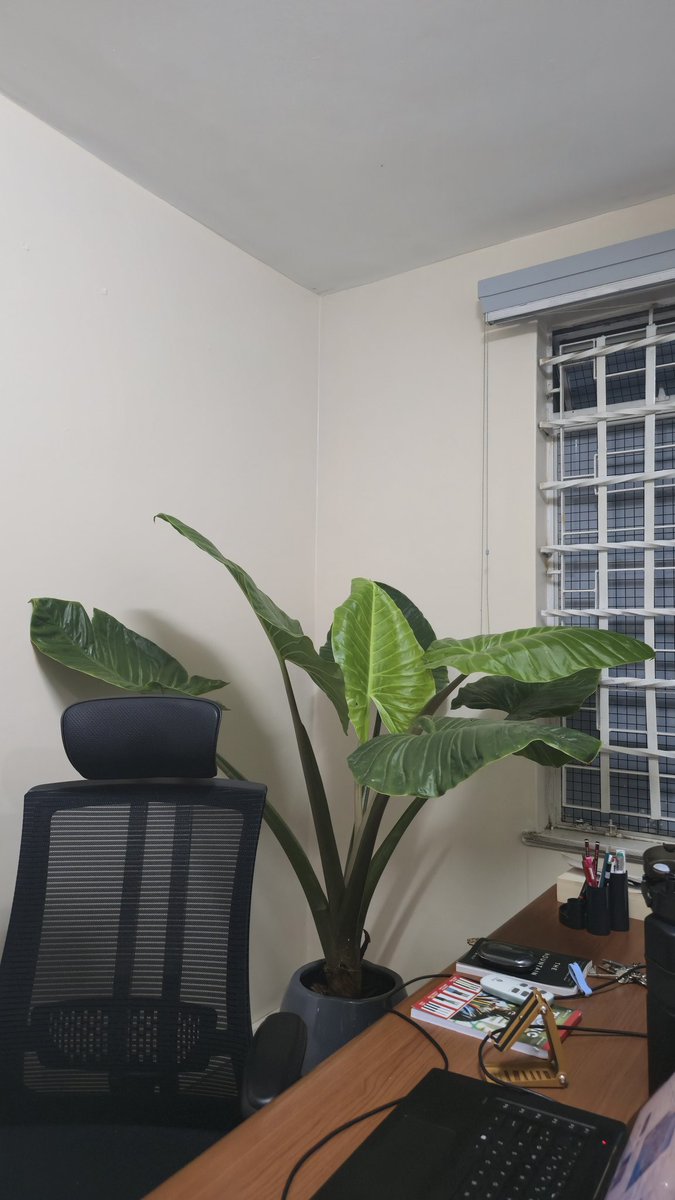 KelMaundu's tweet photo. Rains have had me stuck at the office but this plant got me thinking...kwani how big does it grow? https://t.co/x6EfjvPQ4i