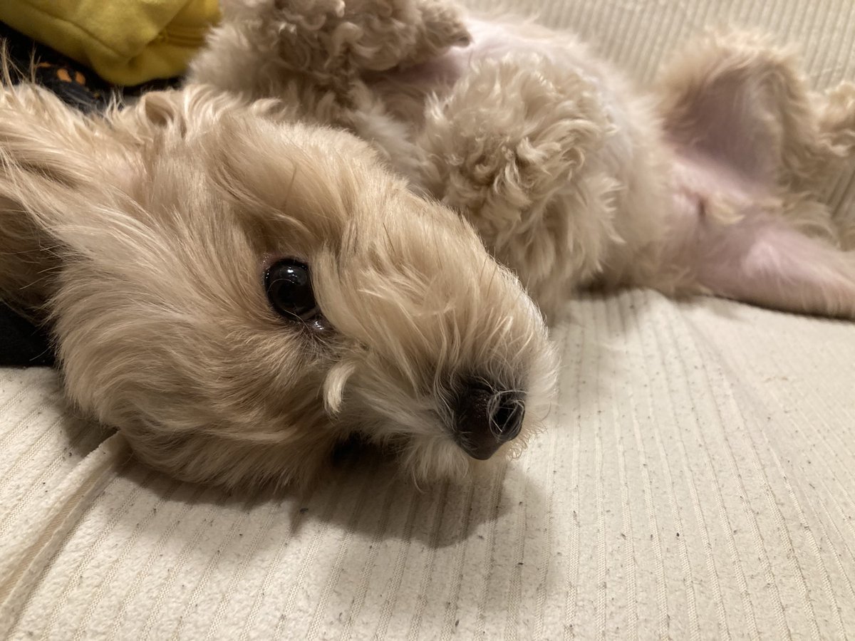 りーも@Re:Sail Records tweet media