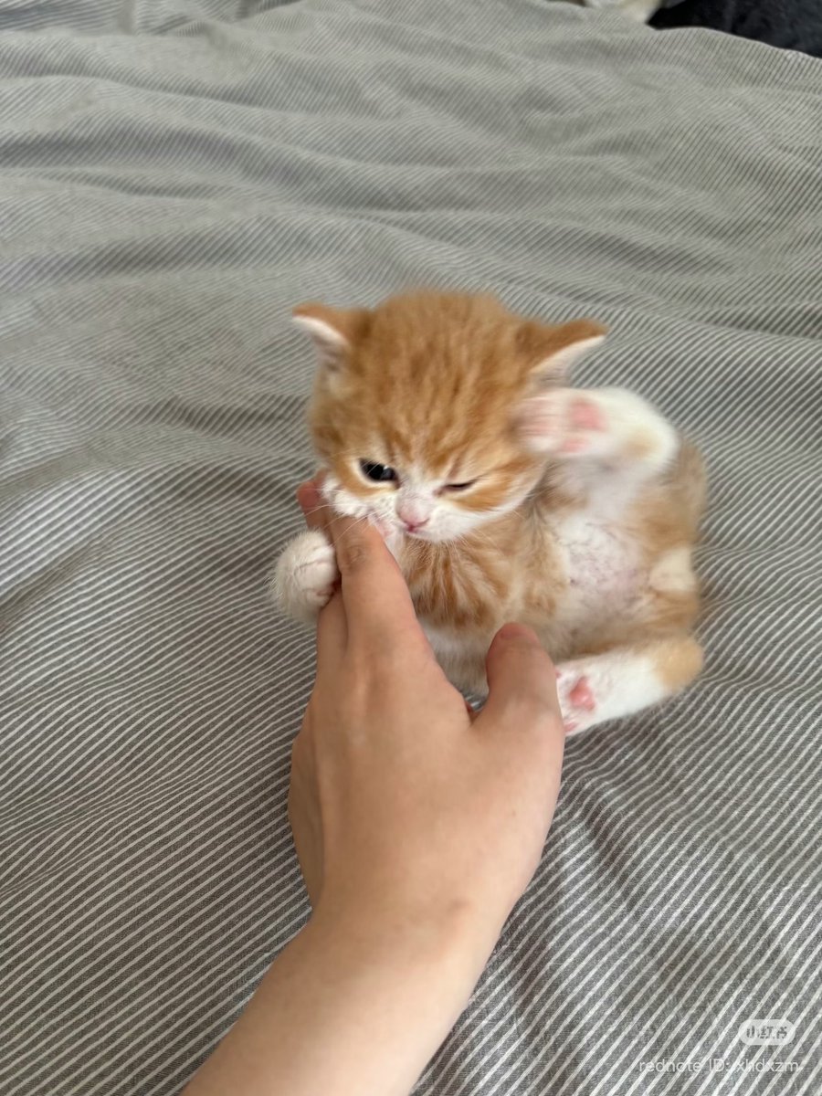 cutest cats (@cutestscats) on Twitter photo 