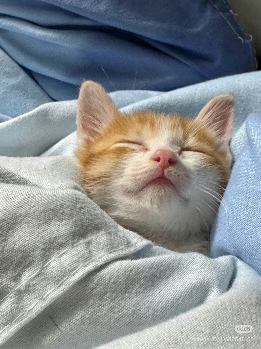 cutest cats (@cutestscats) on Twitter photo 