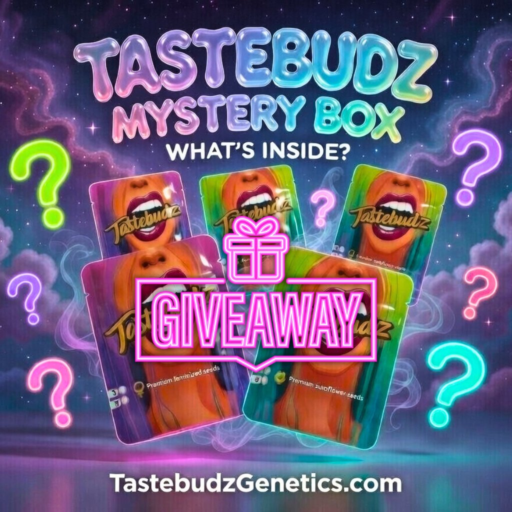 ❔️MYSTERY BOX GIVEAWAY! £100+ VALUE 🔥
YOU pick fem or auto! What's inside? 👀
To enter:
1️⃣ Follow <a href="/TastebudzSeeds/">Tastebudz Genetics</a>
2️⃣ Like + Repost
3️⃣ Tag 3 grower friends in replies (extra tags = extra entries!)
Ends in 48 hours! 🏁