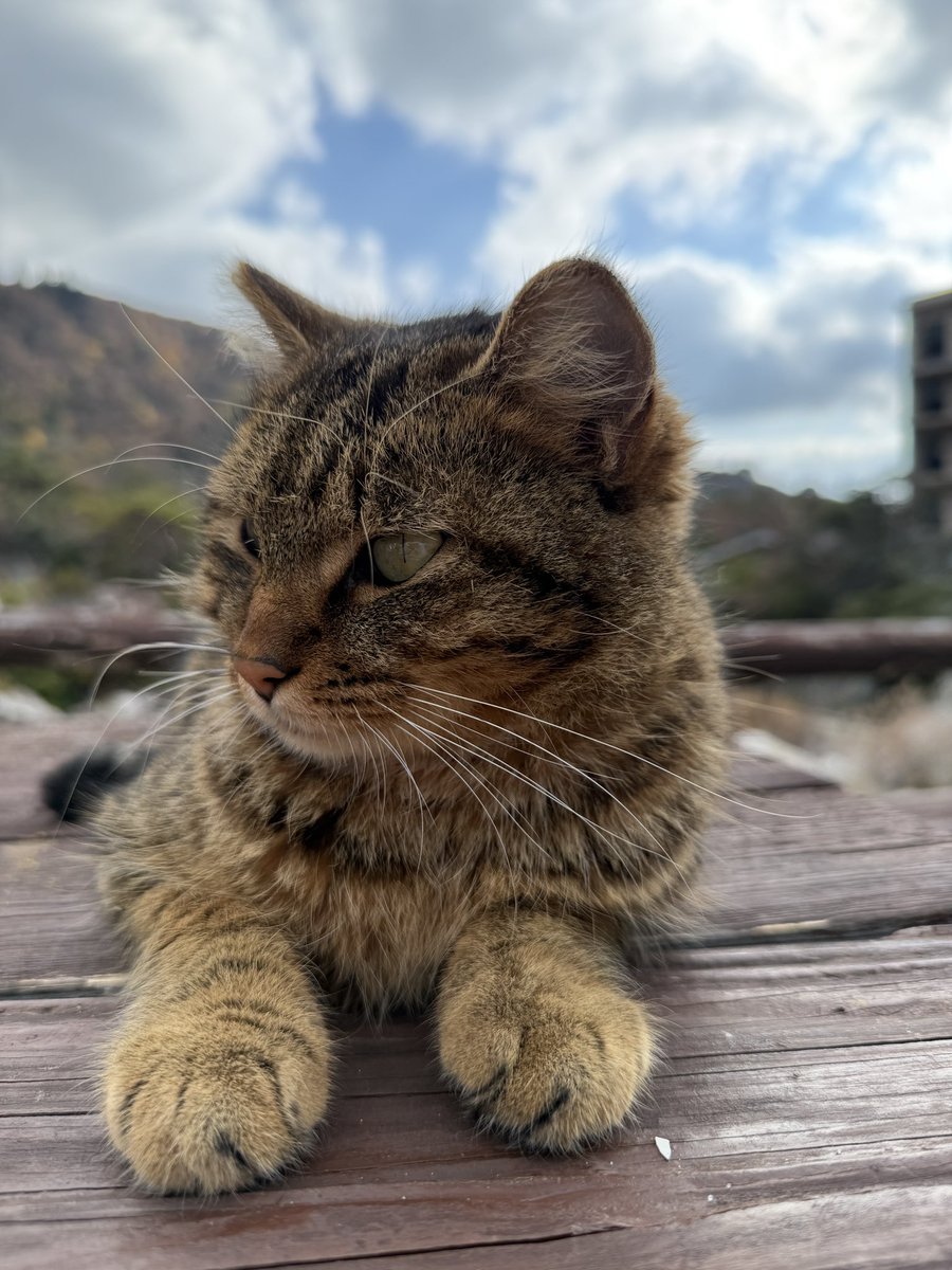 giggitiger's tweet photo. @toraneco617 この間行った時、１枚目の子自分も会いました〜！かわいいですよね🐈 https://t.co/Kr3TPVCpgR