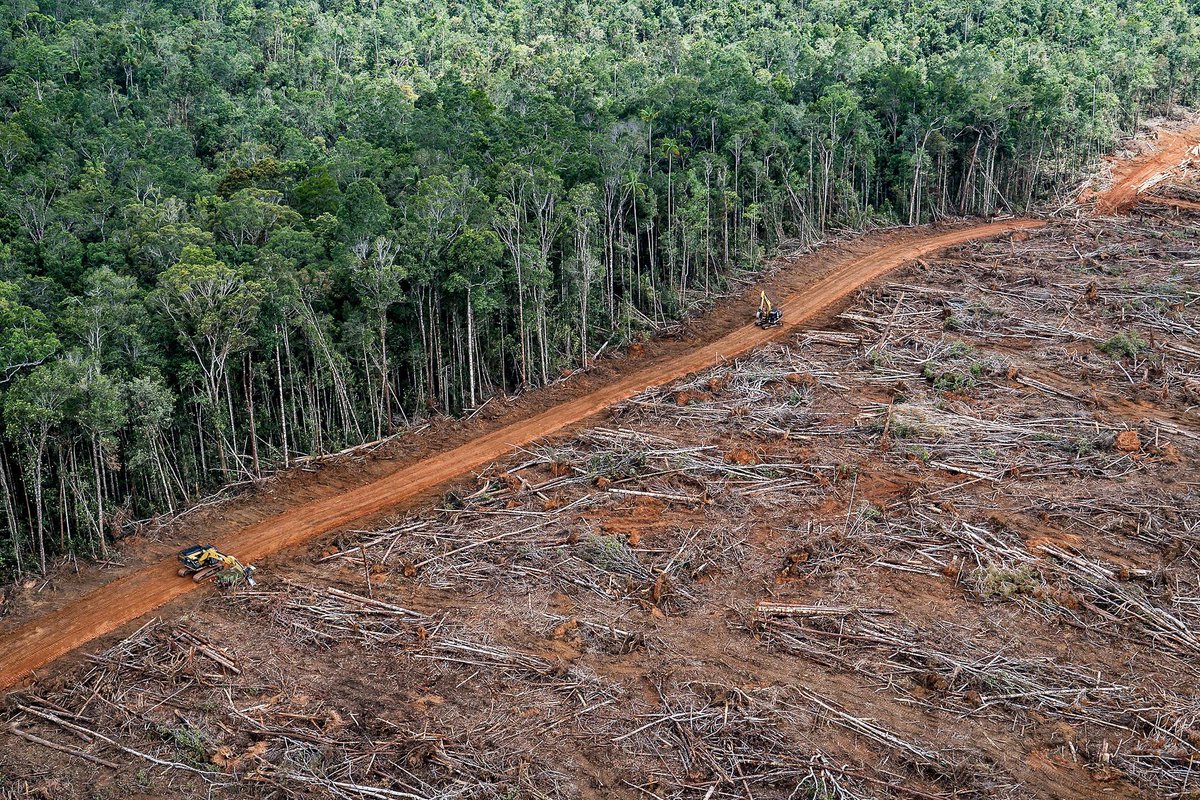 99blackbaloons's tweet photo. “Awarding plants and animals legal rights today wouldn’t be an upgrade, but a restoration of the rights that were taken away from them hundreds of thousands of years ago” https://t.co/owETZGUjbb