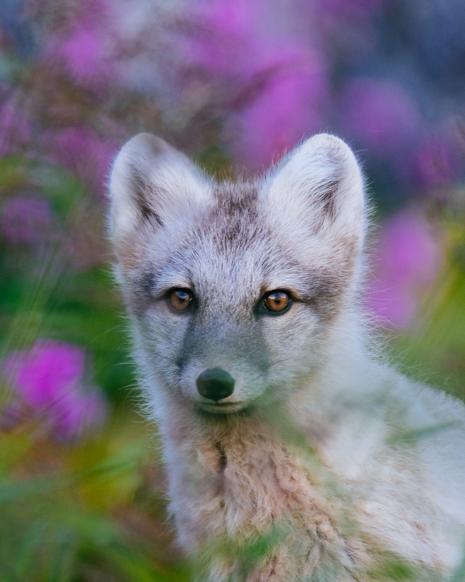 Battle Harbour tweet media