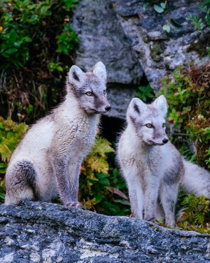 Battle Harbour tweet media