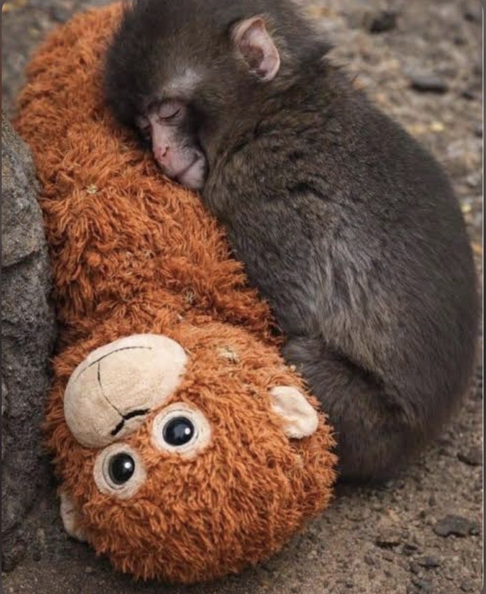 Punch es el ser más querido del mundo, ojalá lo supiera… 🥺