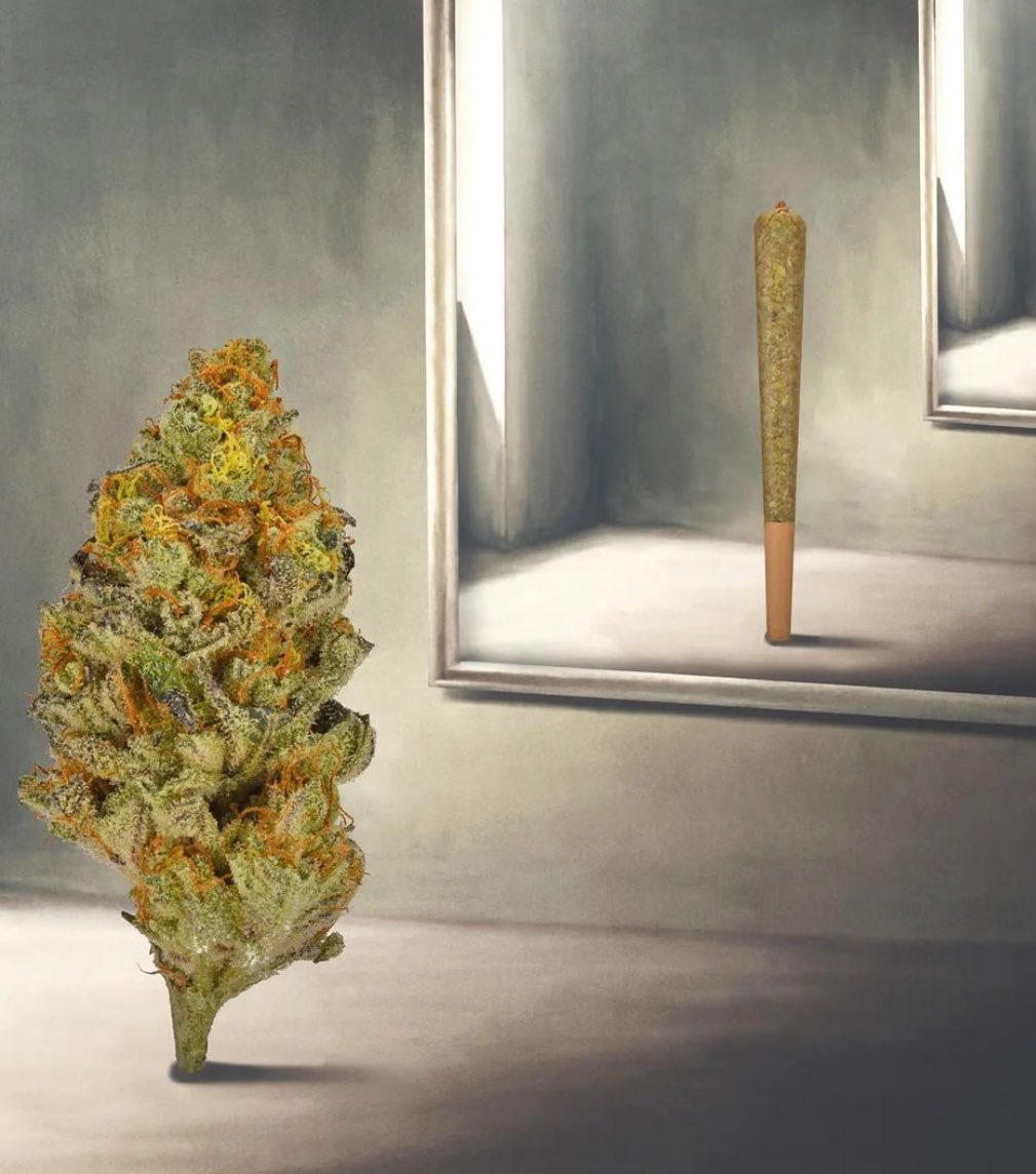 Sr.Weed (@srweedsmoker) on Twitter photo 