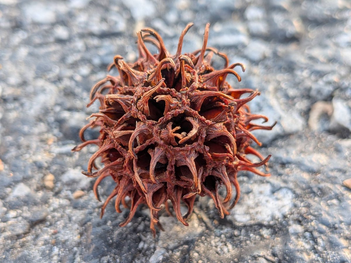 LBPHeretic's tweet image. Pictured is a couple of macros of a gumtree "gumball" and we call them monkey balls around here, lol. Shot on my Pixel 10 with macro mode and I just taking macros on this phone. #TeamPixel. #GooglePixel. #PixelSuperFans. #ShotOnPixel. #Pixel10.