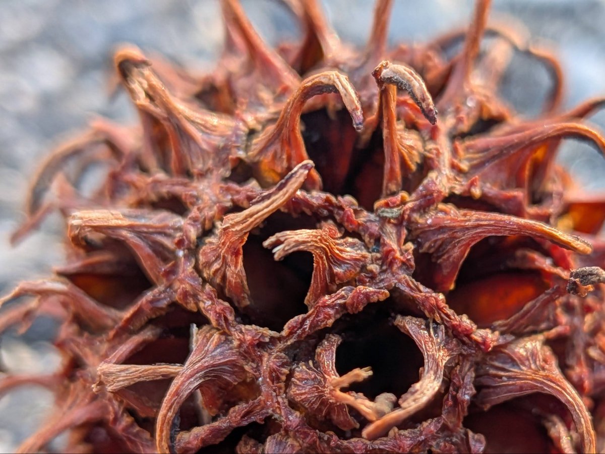 LBPHeretic's tweet image. Pictured is a couple of macros of a gumtree "gumball" and we call them monkey balls around here, lol. Shot on my Pixel 10 with macro mode and I just taking macros on this phone. #TeamPixel. #GooglePixel. #PixelSuperFans. #ShotOnPixel. #Pixel10.