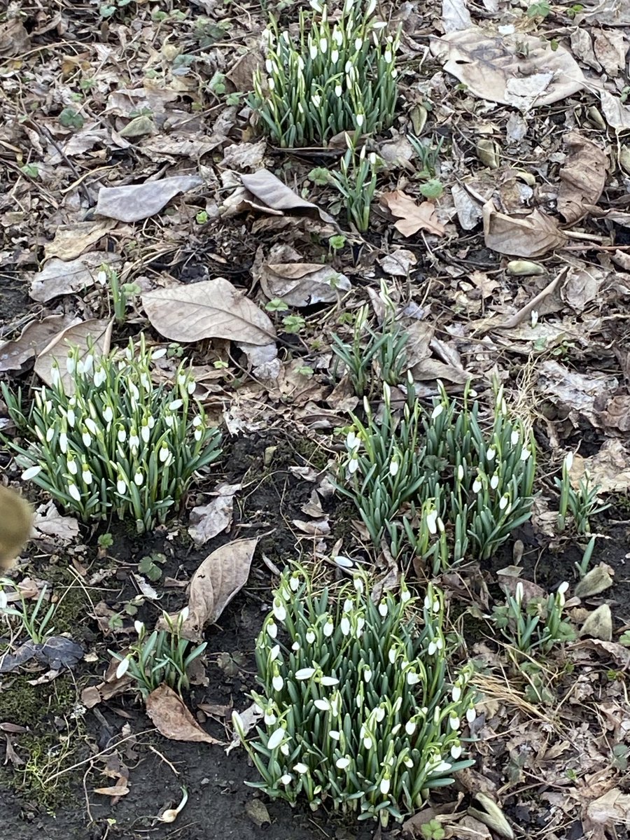 Ogłaszam wiosnę 🌷😜 Przynajmniej u mnie w ogródku 😀