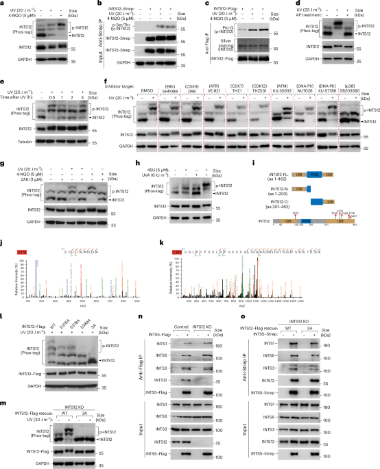 NatureStructMolBiol tweet media