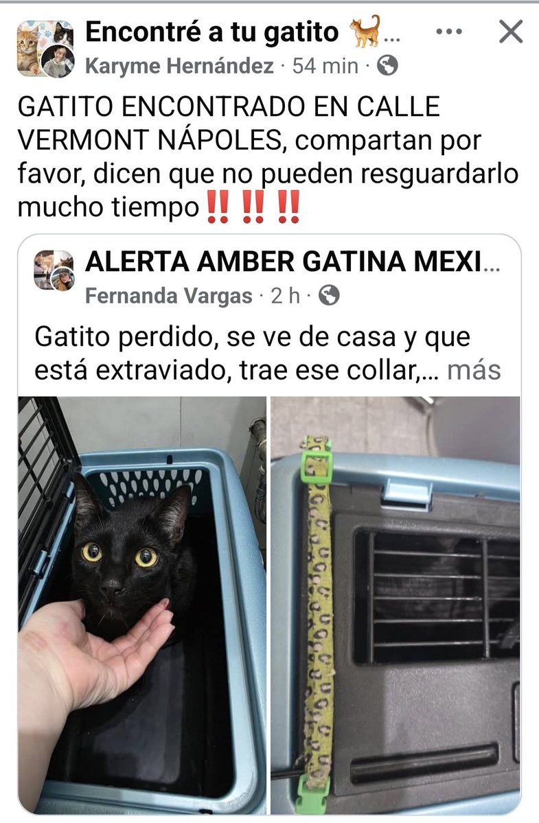 Ayudemos a que regrese a su hogar <a href="/vecinosnapoles/">vecinosnapoles</a> <a href="/Seg_NapolesDF/">Seguridad NapolesDF</a>  <a href="/MascotasSismo/">Mascotas Sismo</a> <a href="/Tiofelino/">Tio Felino (Leo)</a>