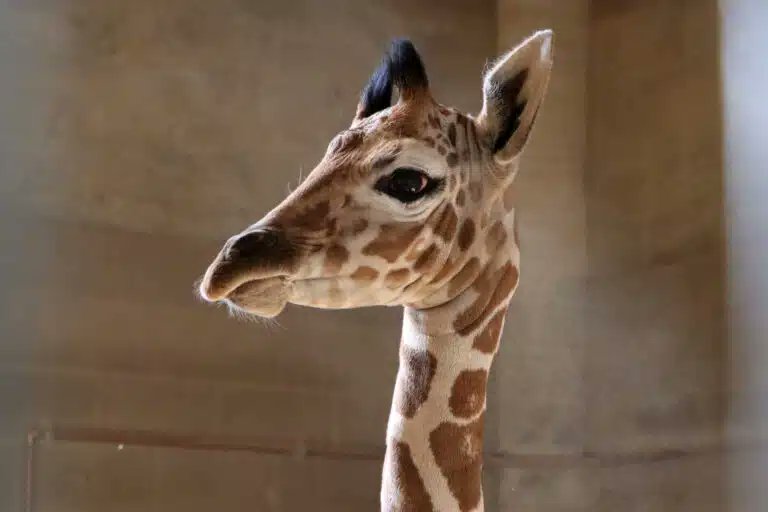 cityoftucson's tweet image. The latest addition to @ReidParkZoo is a baby reticulated giraffe. Penelope, one of Zoo’s adult female reticulated giraffes, gave birth to the male calf Monday, Feb. 23, adding one more to the population of the endangered species. Read more: bit.ly/3ZY5Why