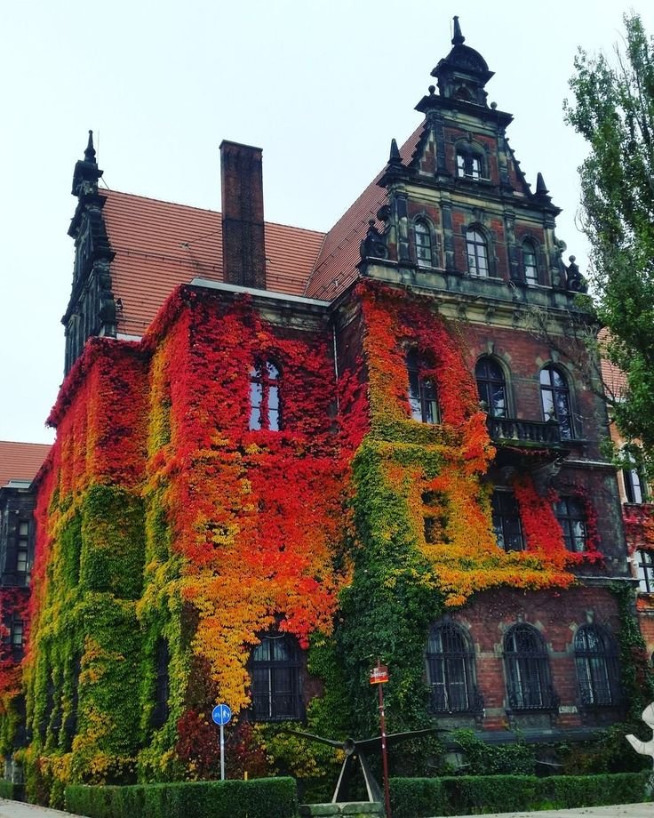 HerodotusWave's tweet photo. The National Museum in Wrocław, Poland, notable for its stunning facade covered in climbing ivy that changes color with the seasons. https://t.co/MEEqEBPlAi