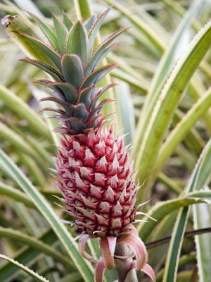 Speed99HQ's tweet photo. Pineapple rewards patient farmers!

✔️ High market value
✔️ Suckers for replanting
✔️ Strong export demand

Drainage + spacing + timing = premium fruits.

Long cycle. High return🍍

#Agribusiness #FarmWithspeed https://t.co/k2jxvlYsXQ
